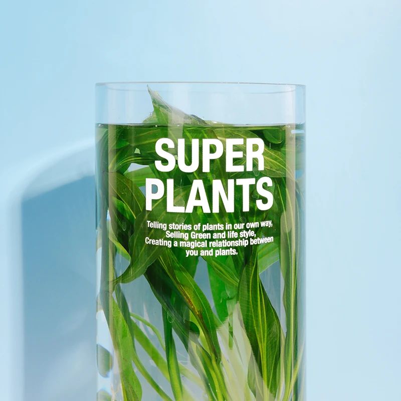 超级植物公司送你一次给植物复活机会